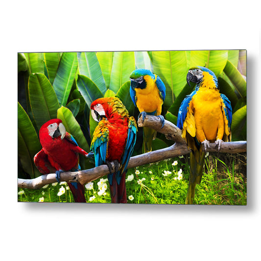 Parrots