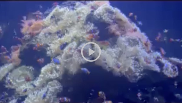Another reference: video still of an anemone reef